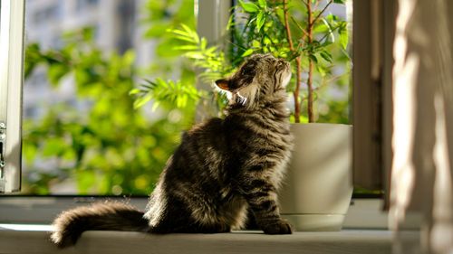 Stunning Indoor Plants That Purify The Air And Are Totally Safe For Your Cat